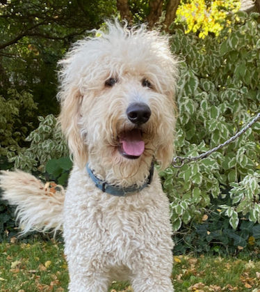 can you breed an f2b goldendoodle