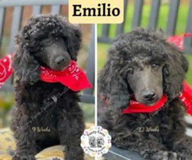 Emilio 9 _ 12 weeks