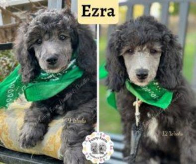 Ezra-9_12weeks