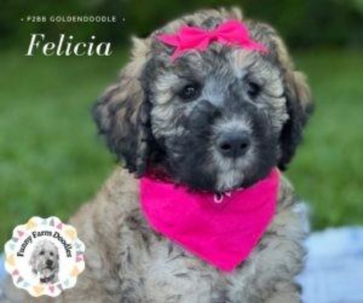 Felicia - 8 Weeks