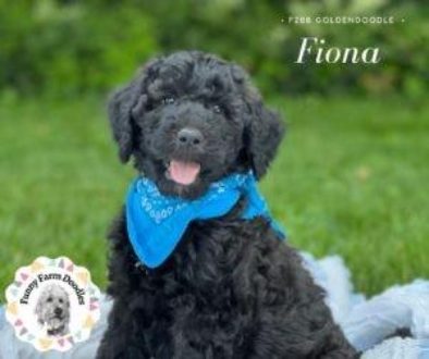 Fiona - 8 Weeks