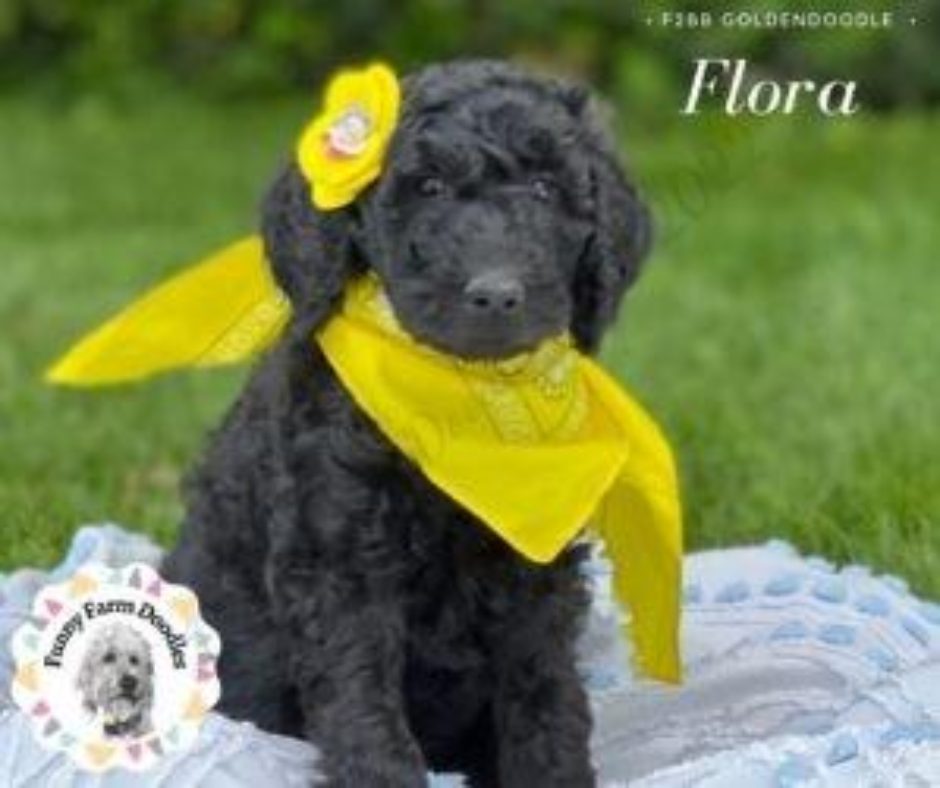 Flora - 8 Weeks