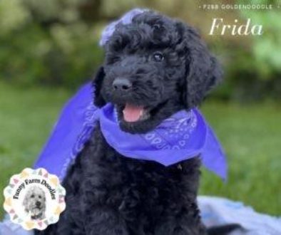 Frida - 8 weeks